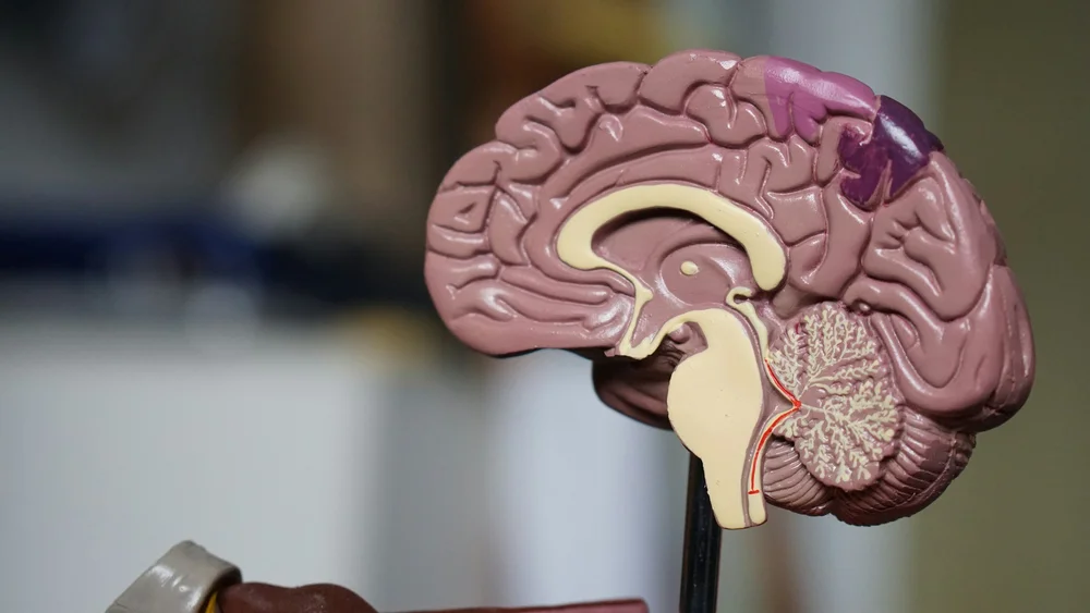 Medical imaging of the brain's blood vessels